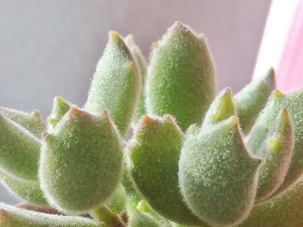 コチレドン　猫の爪