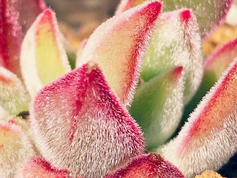 エケベリア　ハムシー