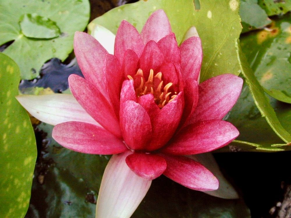 スイレン　睡蓮