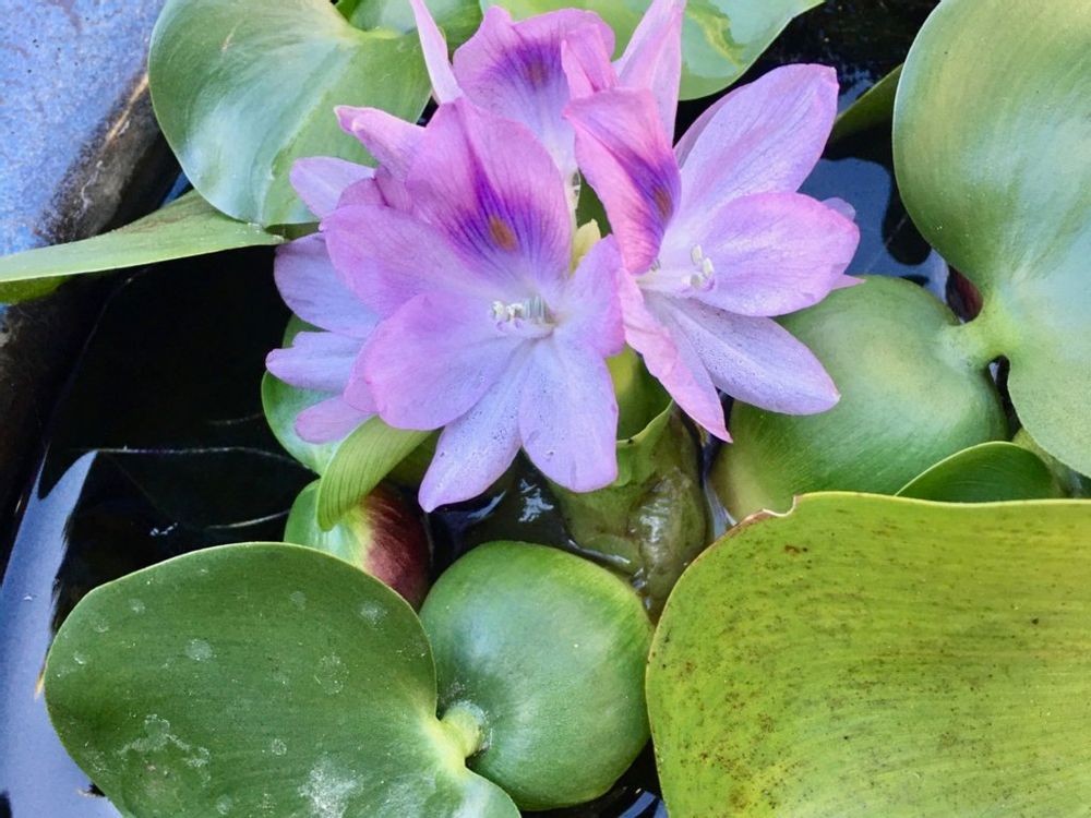 ホテイアオイ　ピンク色の花　水面