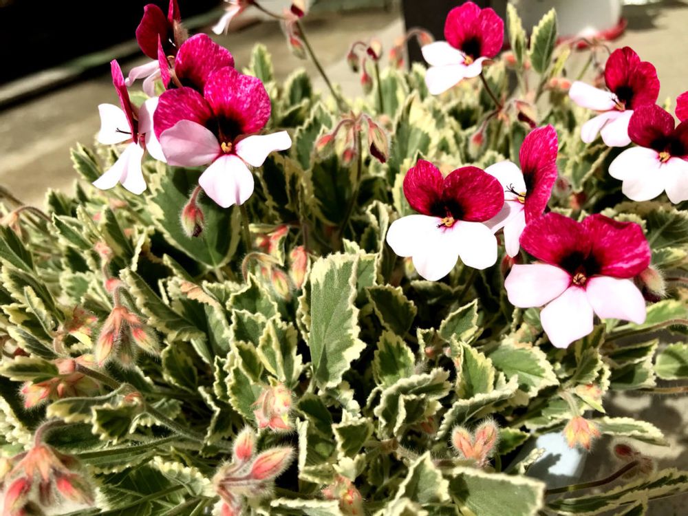 パンジーゼラニウム　紅白の花