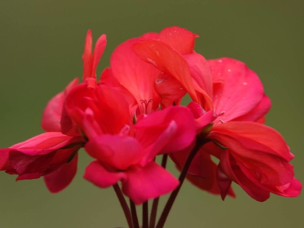 ゼラニウム　赤い花