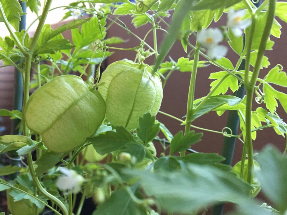 フウセンカズラ