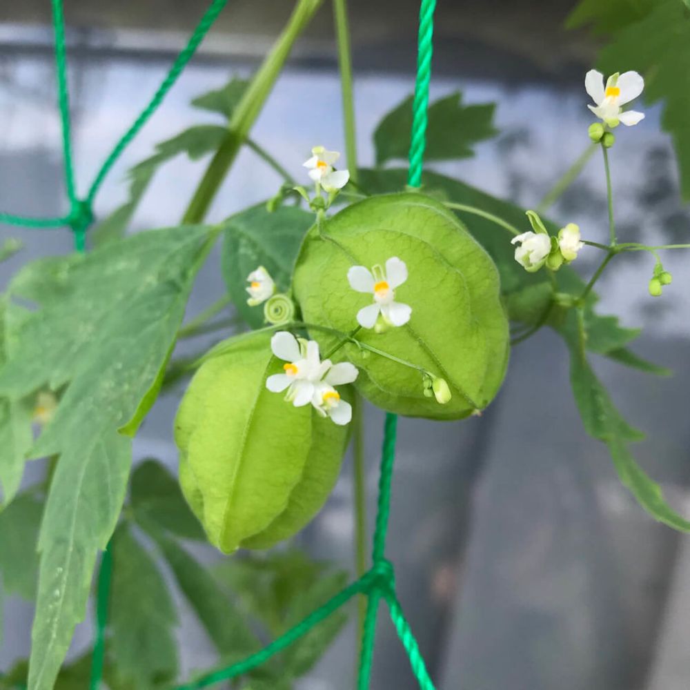 フウセンカズラ