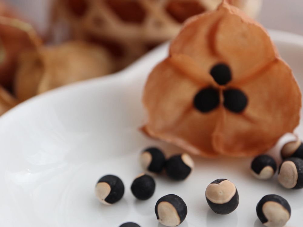 フウセンカズラ