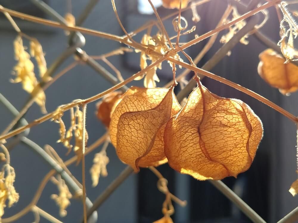 フウセンカズラ