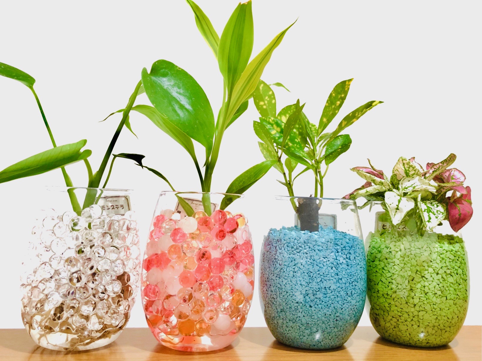 ガラス　ボトル　育成　発根　飾り物　観葉植物