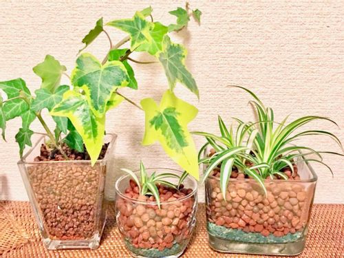 観葉植物をハイドロカルチャーに植え替えよう 土なしで育てる方法とは Greensnap グリーンスナップ