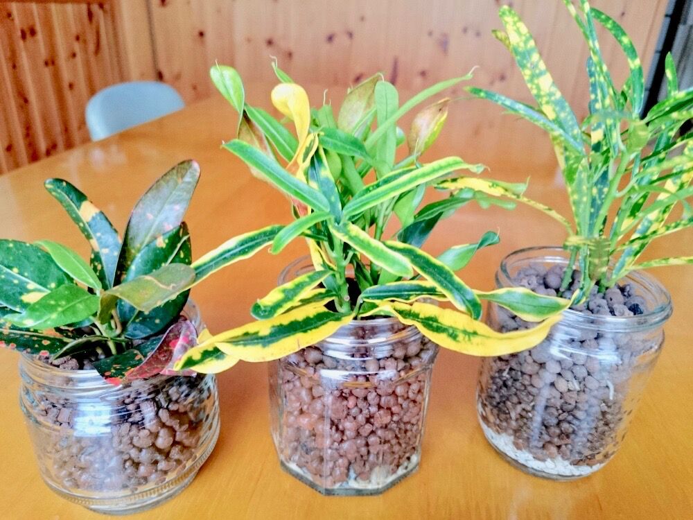 ハイドロボール