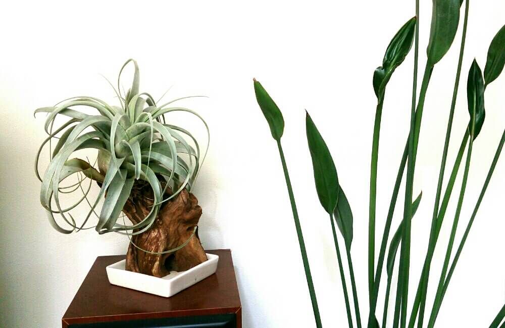 ストレリチア　ノンリーフ