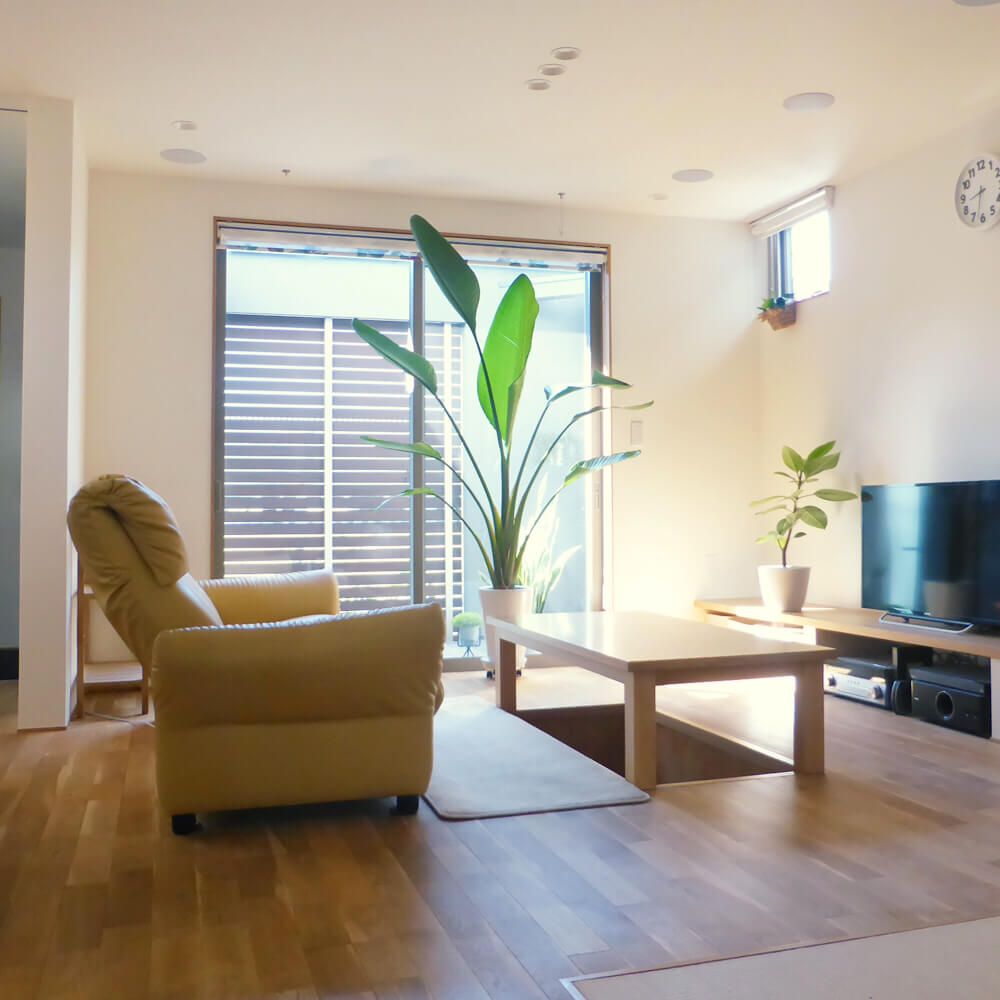 ストレリチア　オーガスタ