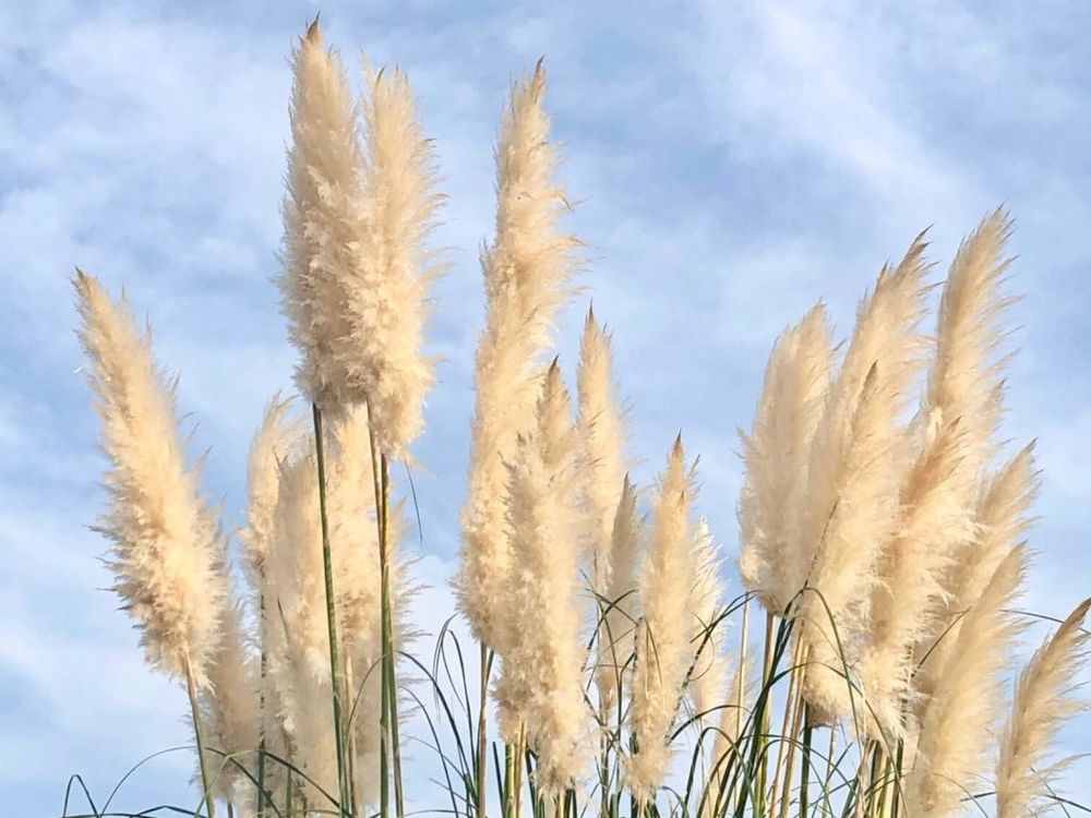 パンパスグラス