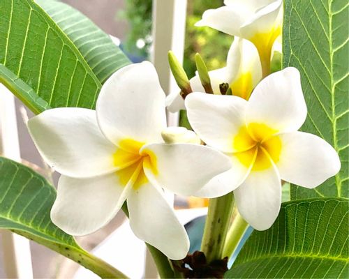 プルメリアの花言葉 色別の意味や種類 ハワイで人気のわけとは Greensnap グリーンスナップ