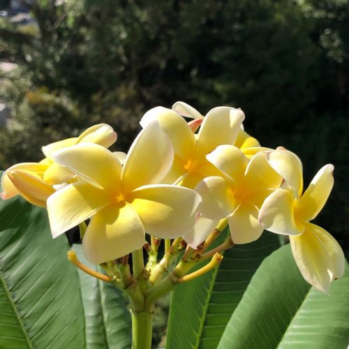 プルメリアの花言葉 色別の意味や種類 ハワイで人気のわけとは Greensnap グリーンスナップ