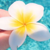 プルメリアの花言葉｜色別の意味や種類、ハワイで人気のわけとは？の画像