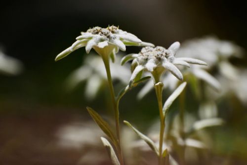 エーデルワイスの花言葉 種類や怖い意味はある 日本でも花は見られる Greensnap グリーンスナップ