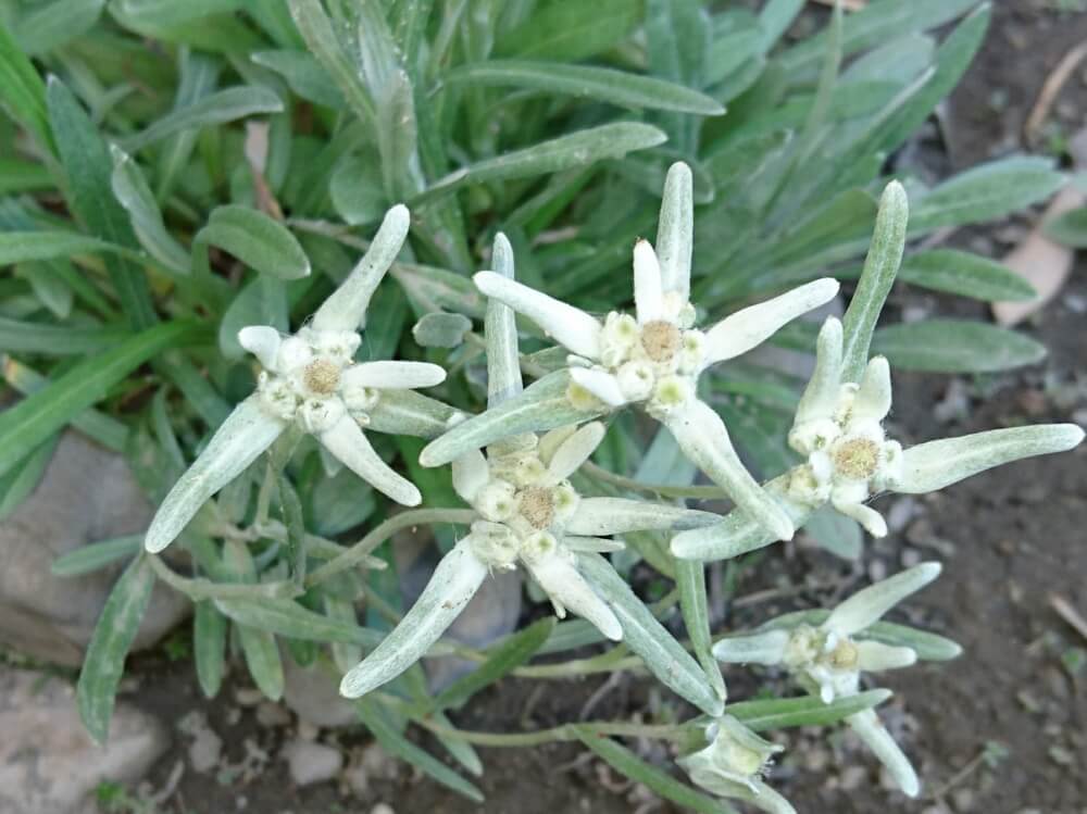エーデルワイスの花言葉 由来や品種 日本では見られない花なの Greensnap グリーンスナップ