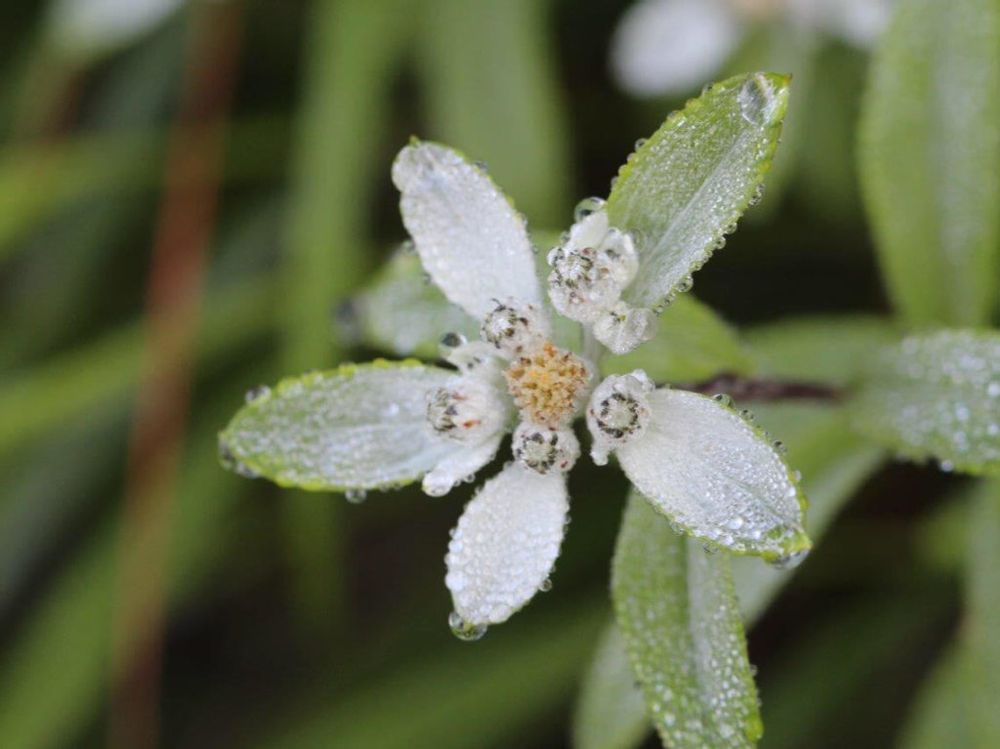 エーデルワイス