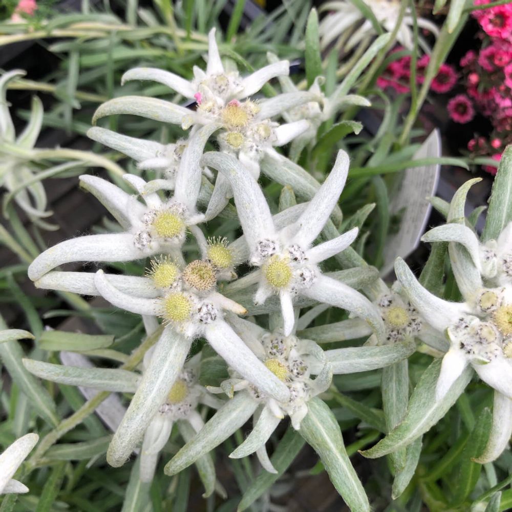 エーデルワイス