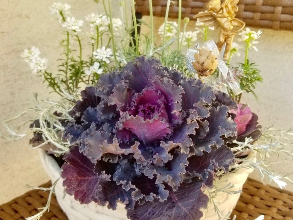 黒い花　寄せ植え