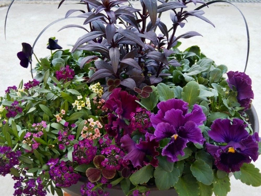 黒い花　寄せ植え