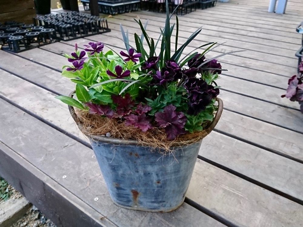 黒い花　寄せ植え