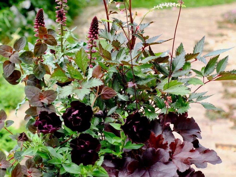 黒い花　寄せ植え