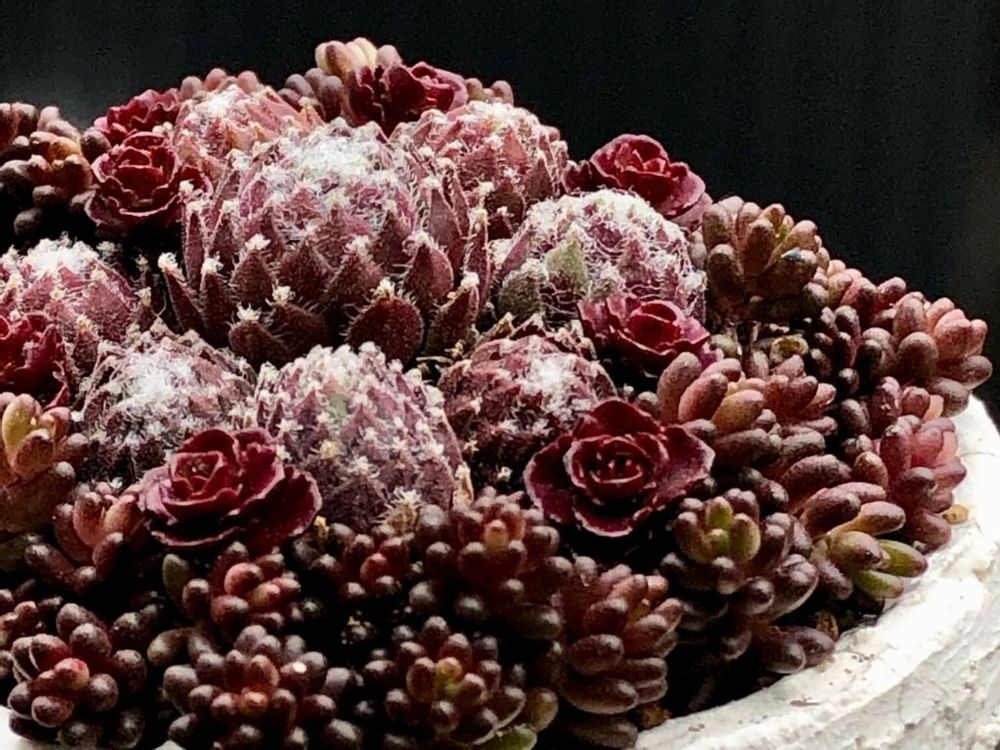 黒い花　寄せ植え黒い花　寄せ植え　多肉