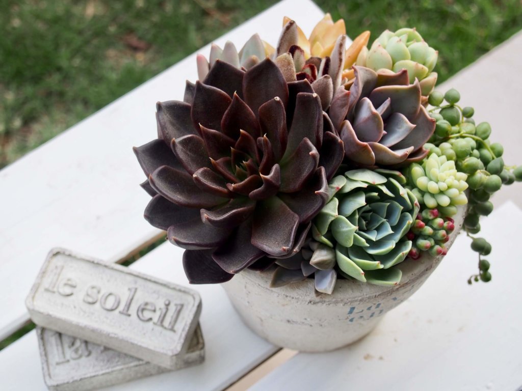 ブラックが主役！ミステリアスでかっこいい黒い寄せ植えとは