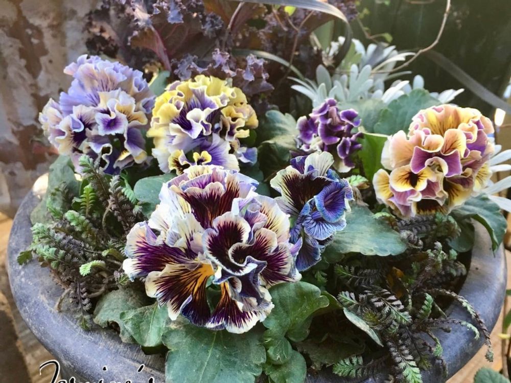 パンジー　ビオラ