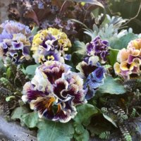 ブラックが主役！ミステリアスでかっこいい黒い寄せ植えとは？の画像