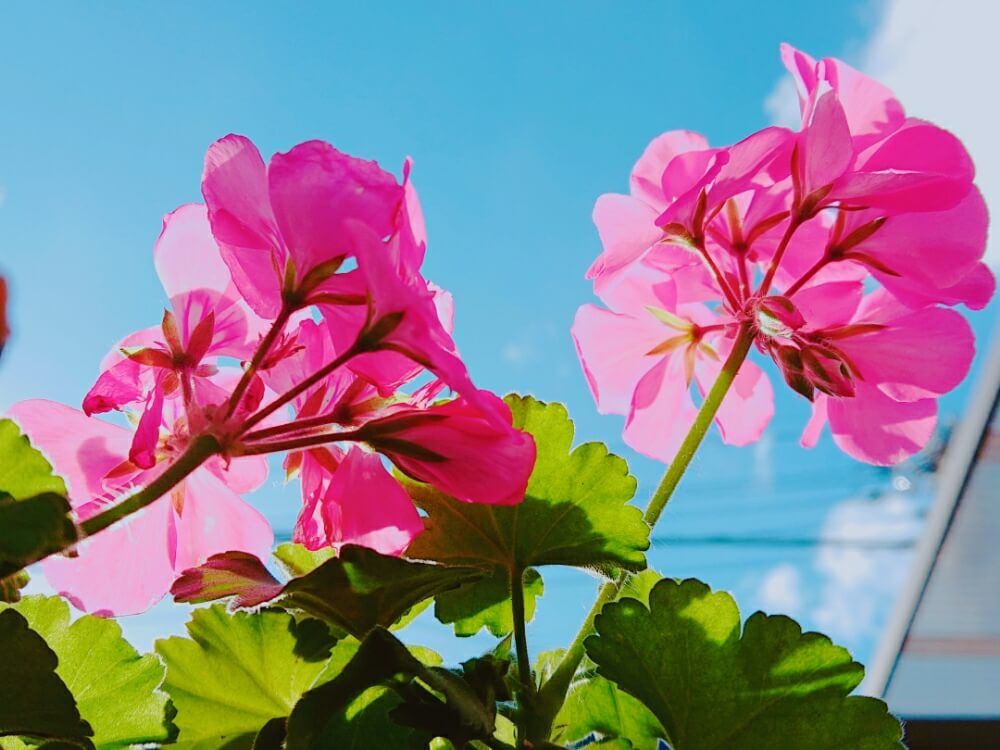 ゼラニウム　ピンク色の花