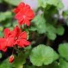 ゼラニウムの花言葉｜色別の意味や種類、花の香りは？の画像