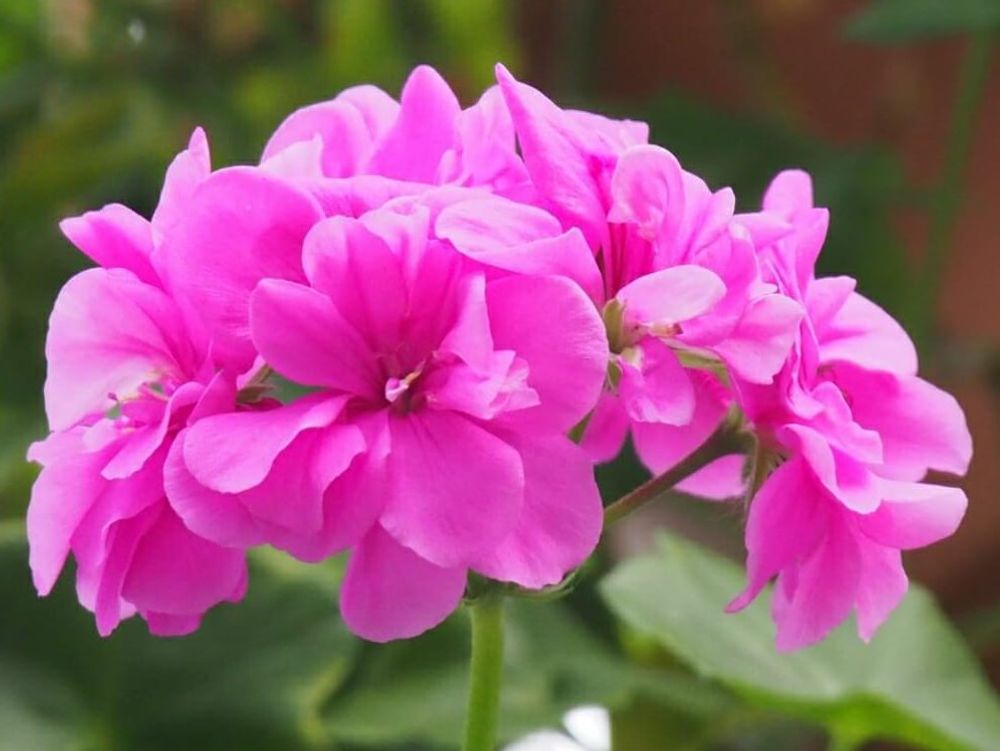 ゼラニウム　ピンク色の花