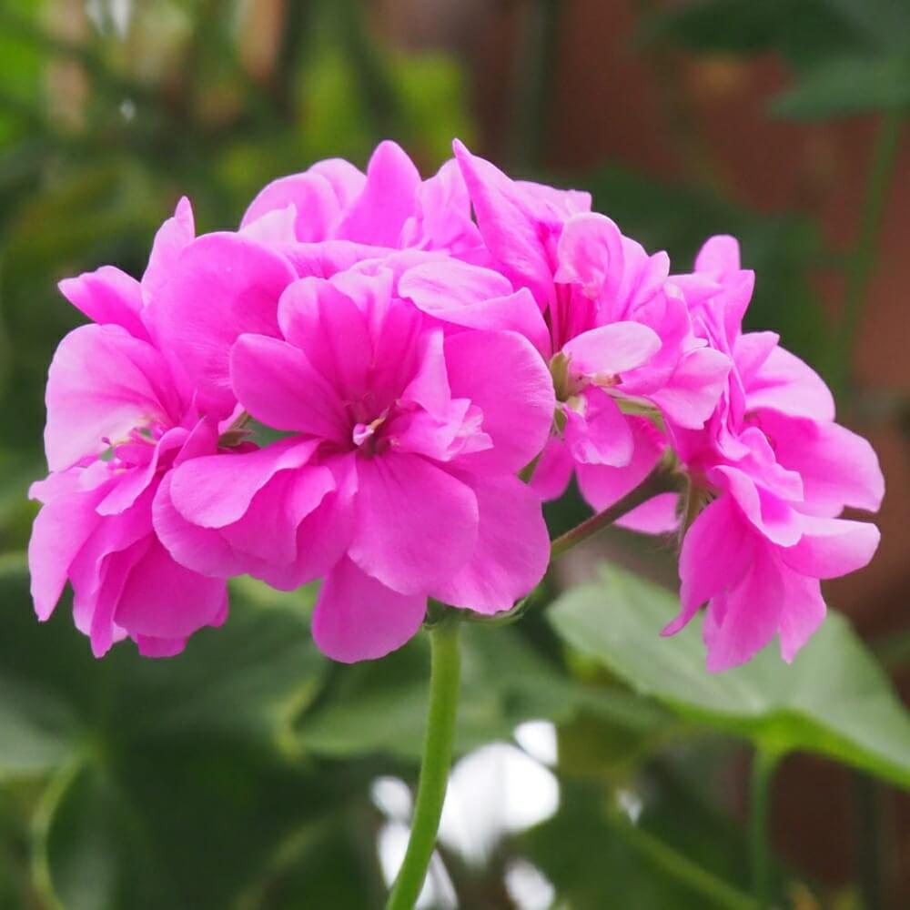 ゼラニウムの花言葉 色別の意味や種類 花の香りは Greensnap グリーンスナップ