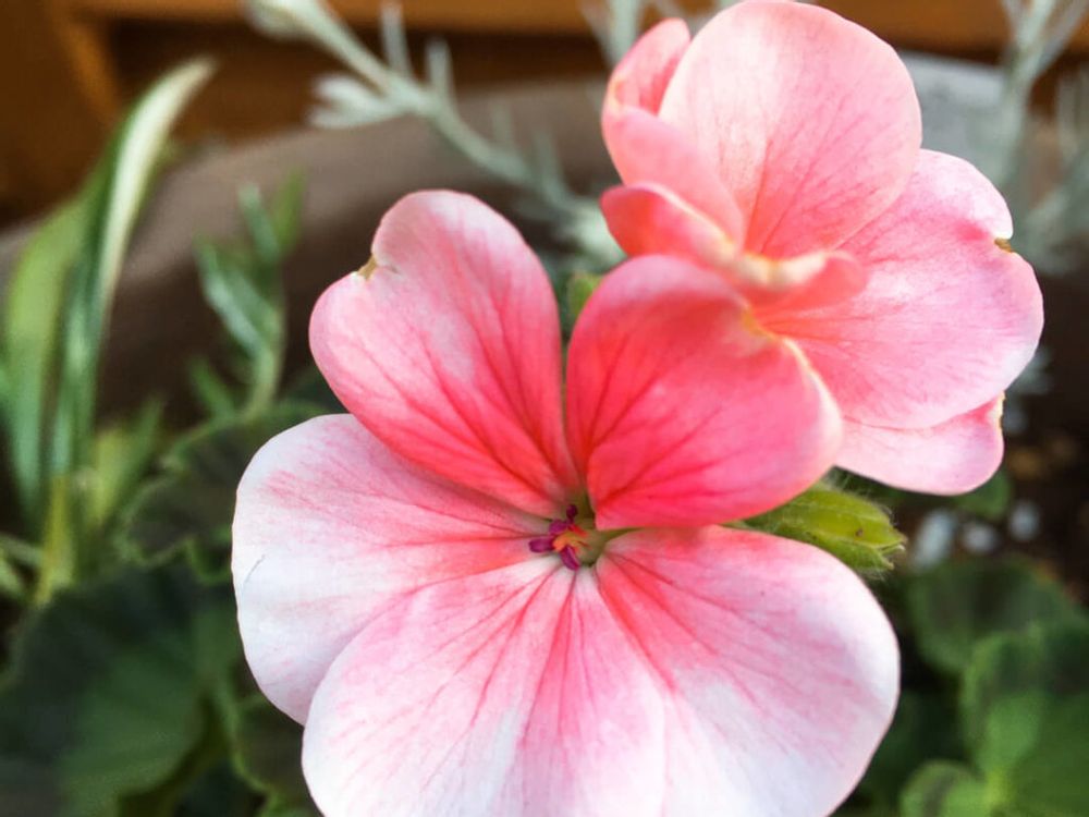 ゼラニウム　ピンク色の花　鉢植え