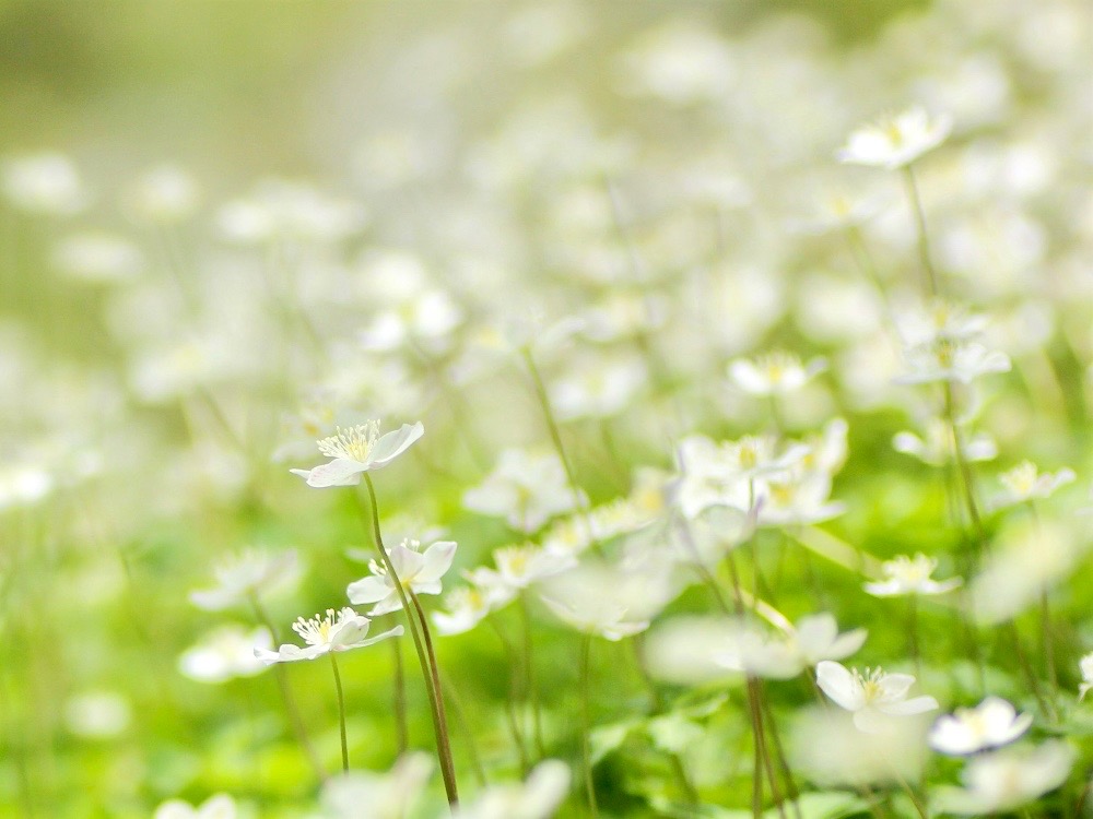 ニリンソウの花言葉 意味や花の特徴 種類はあるの Greensnap グリーンスナップ