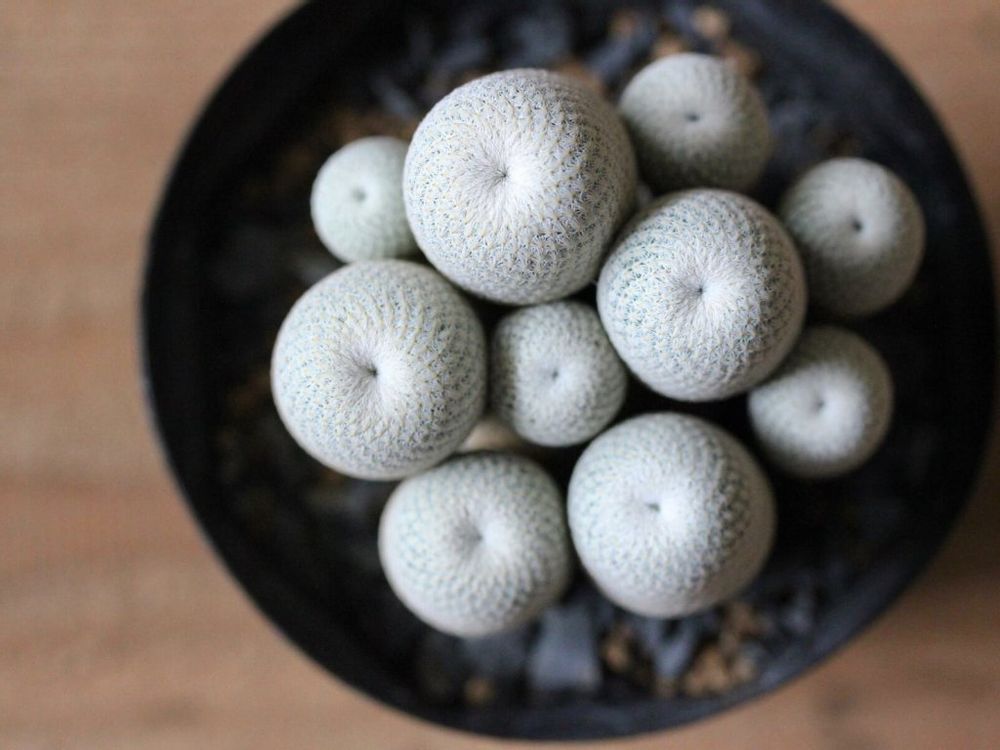 エピテランサ　サボテン