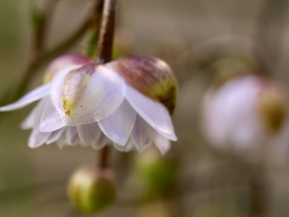 レンゲショウマ