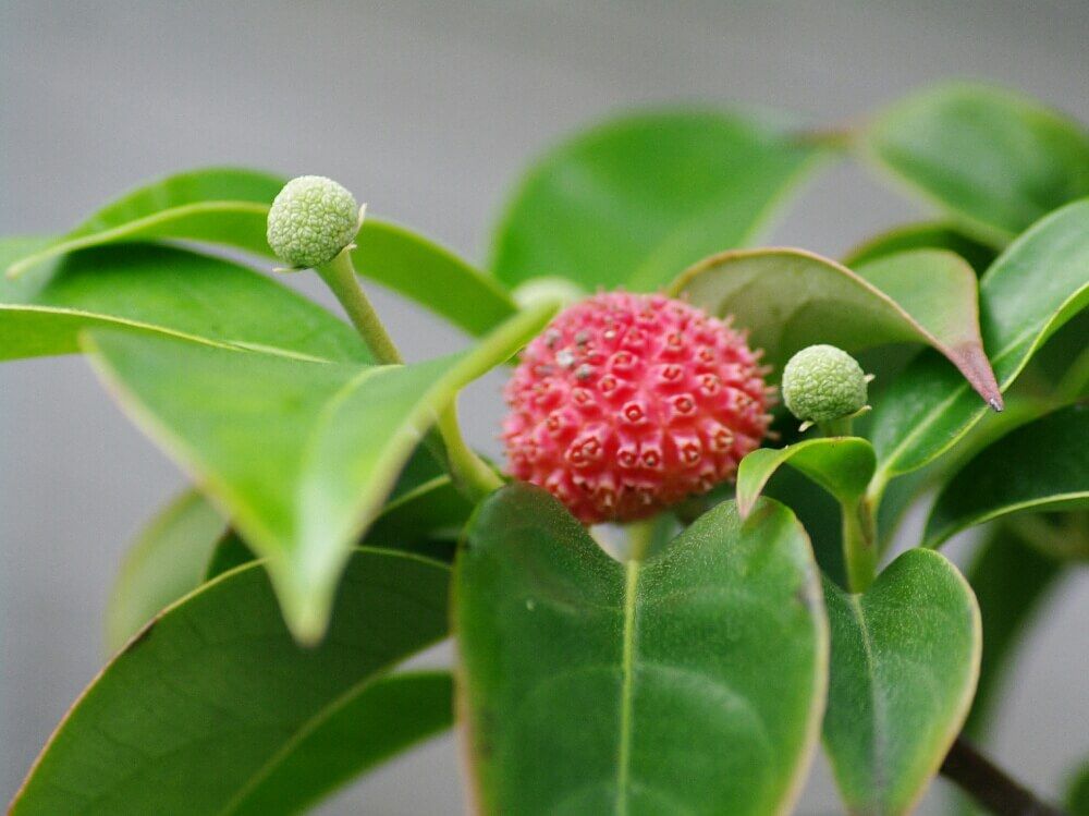 ヤマボウシ　実