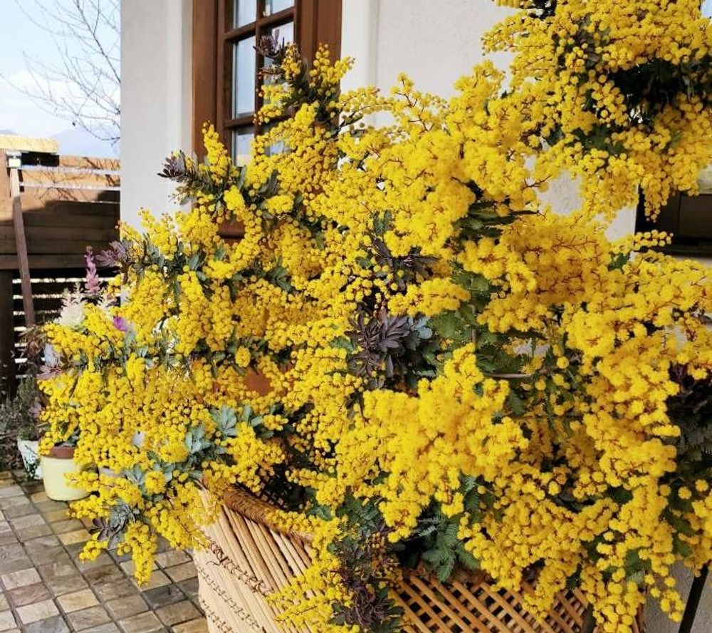 ミモザ　かご２