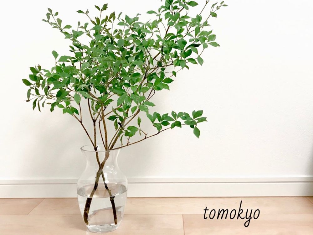 ドウダンツツジ　枝もの