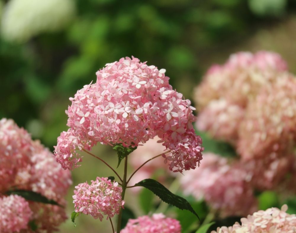 アナベル　ピンク