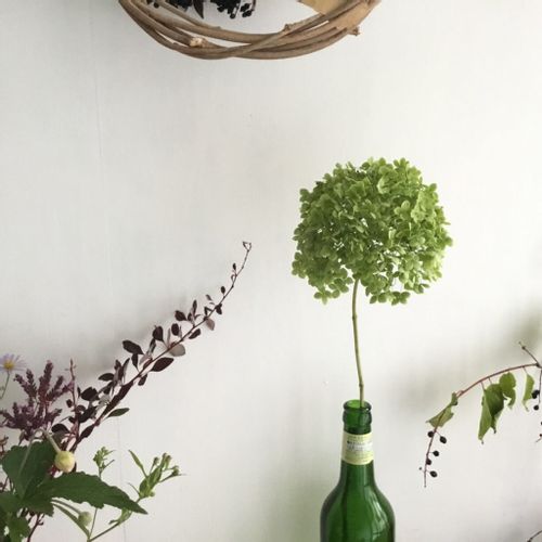 アナベルの花言葉 意味や由来 ドライフラワーでの楽しみ方 Greensnap グリーンスナップ