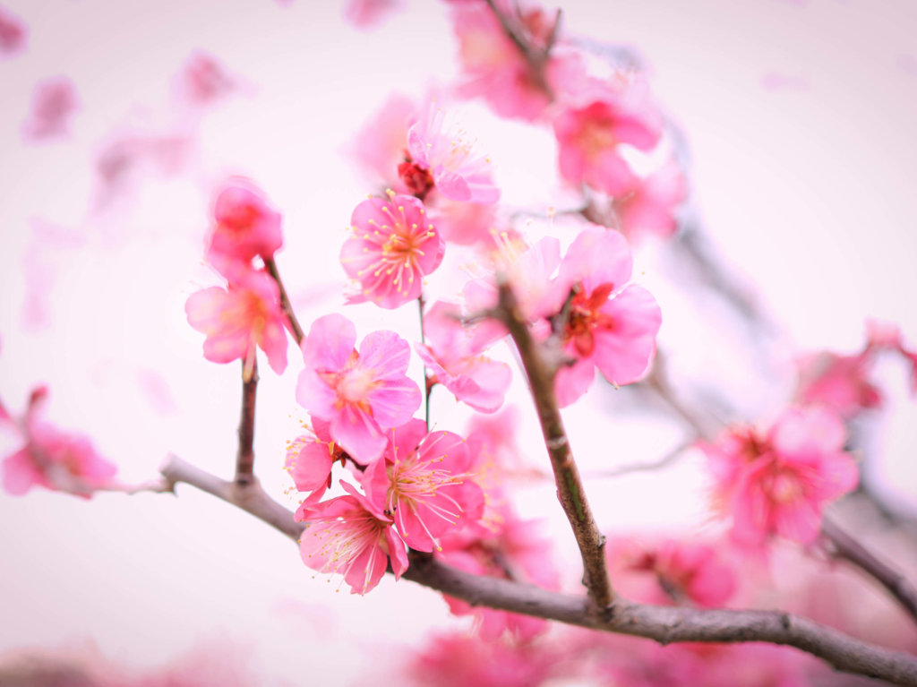 梅(ウメ)の花言葉｜色別の意味や由来は？花の見頃の時期は？｜🍀GreenSnap（グリーンスナップ）