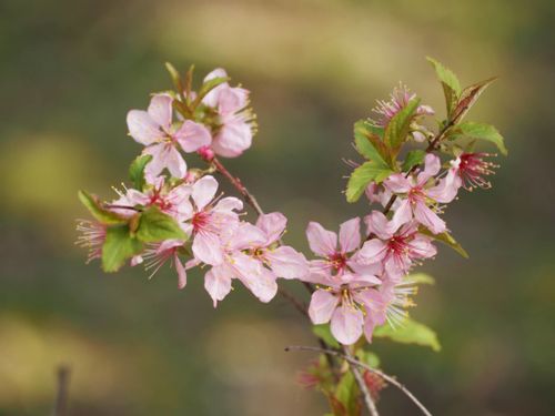 梅 ウメ の花言葉 色別の意味や由来は 花の見頃の時期は Greensnap グリーンスナップ