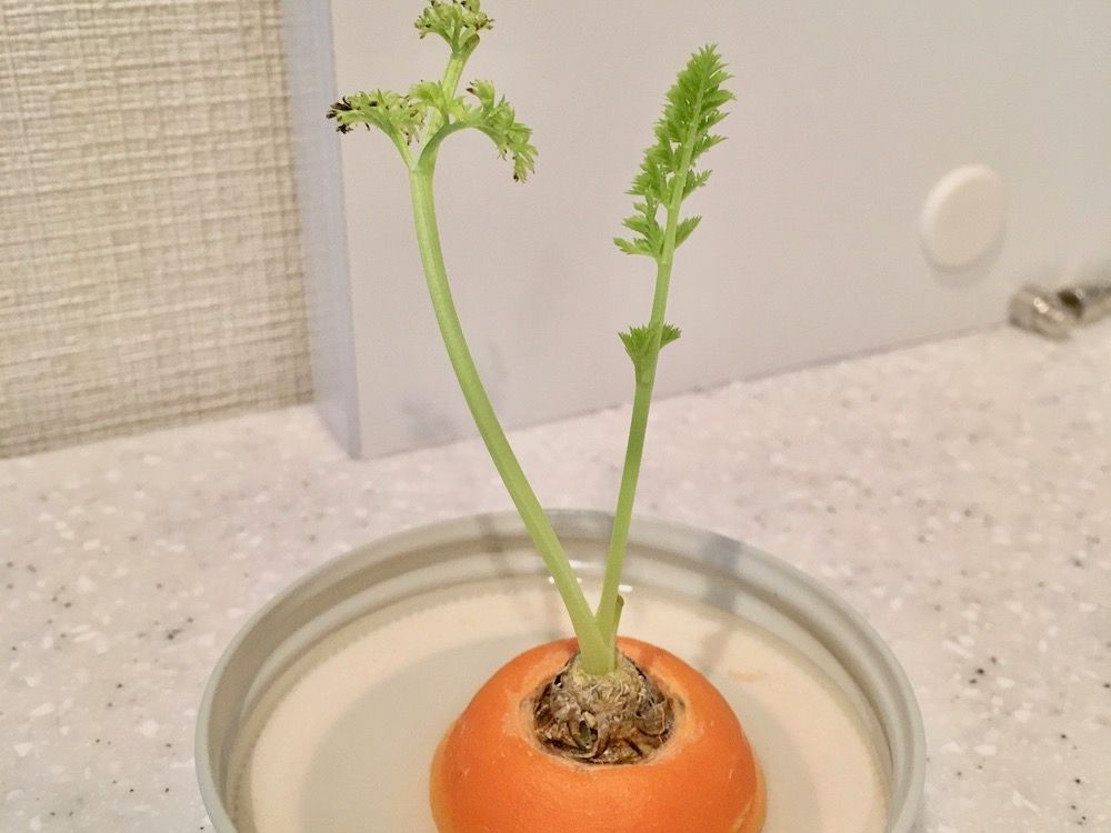 再生野菜　リボーンベジタブル　リボベジ