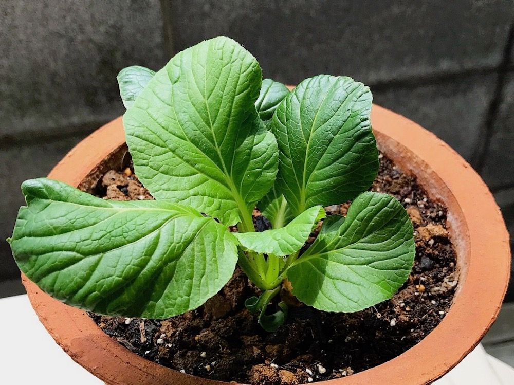 再生野菜　リボーンベジタブル　リボベジ