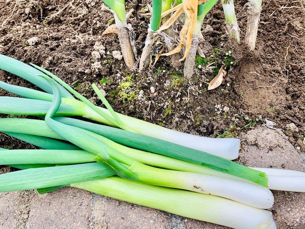 再生野菜　リボーンベジタブル　リボベジ