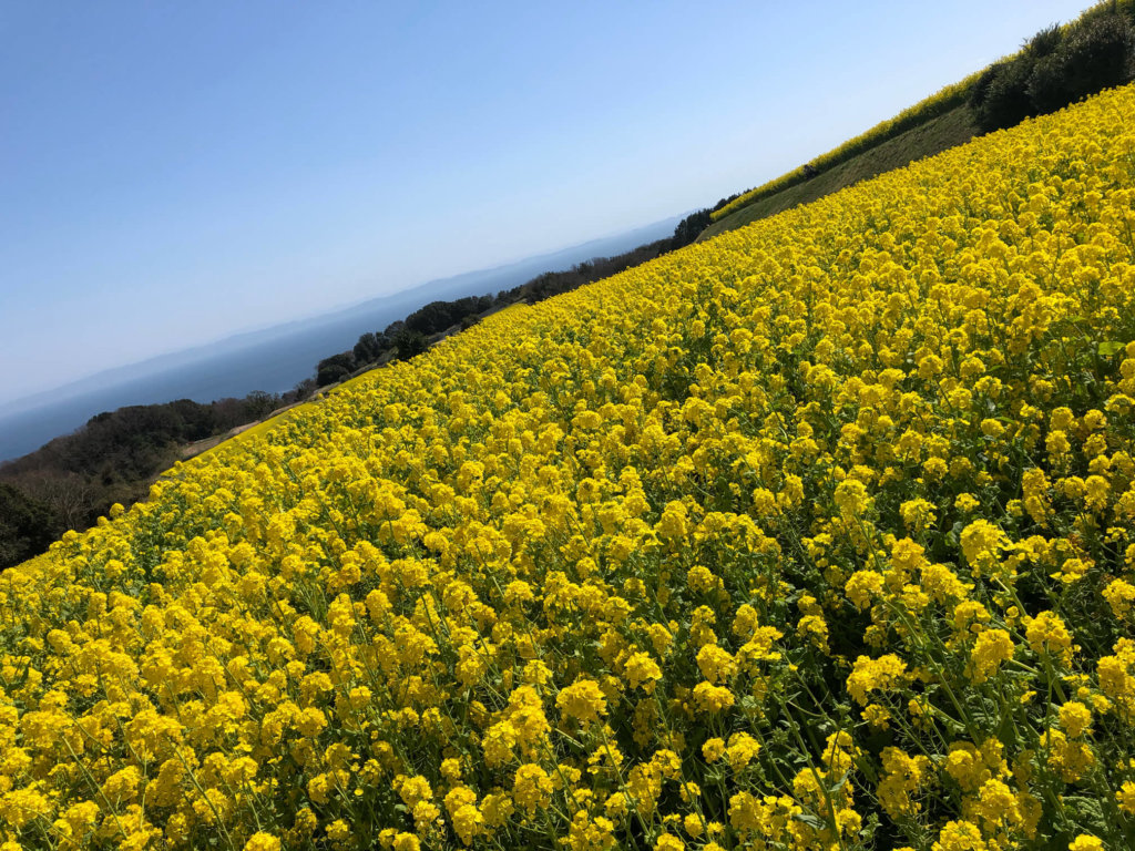 菜の花 ナノハナ の花言葉 怖い意味はある 由来や種類 絶景の名所はどこ Greensnap グリーンスナップ